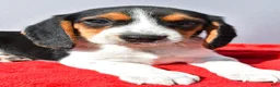 Beagle dogs for sale: Domino - Ad 3