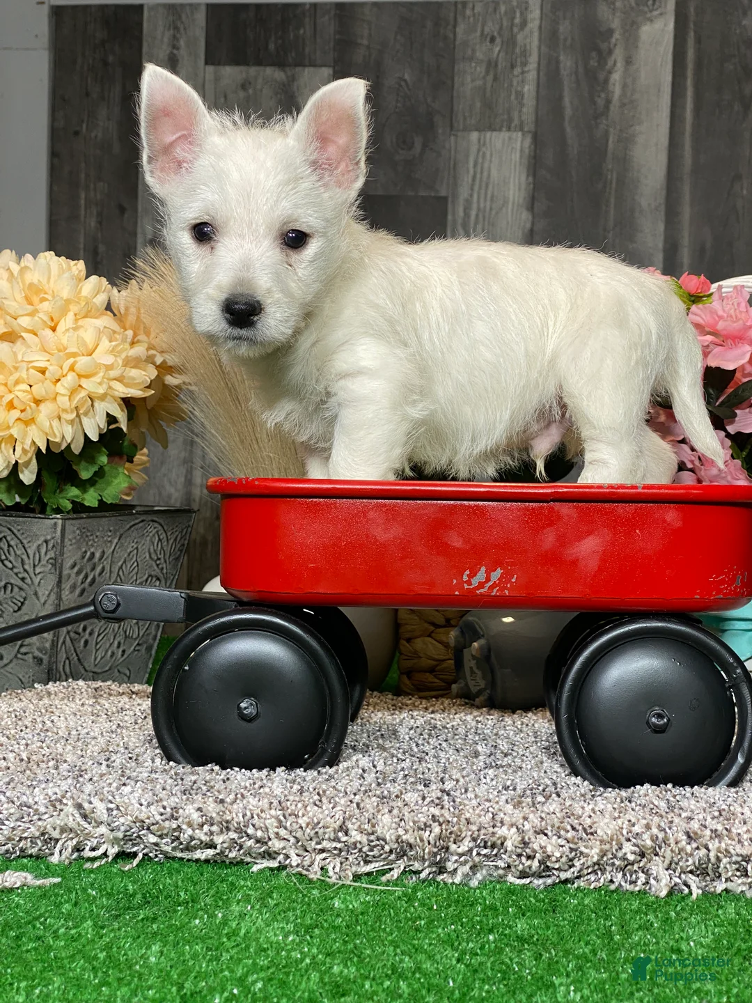 West Highland Terrier dogs for sale: Westin - Ad 2