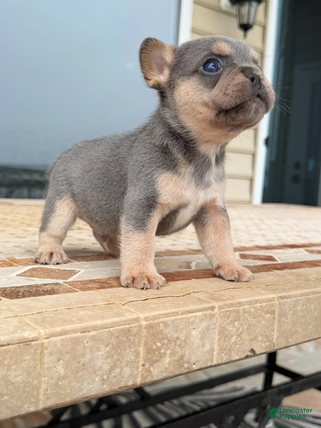 French Bulldog dogs for sale: Rocky - Ad 1