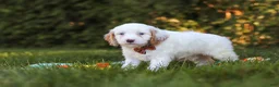 Cavapoo dogs for sale: Irving  - Ad 3