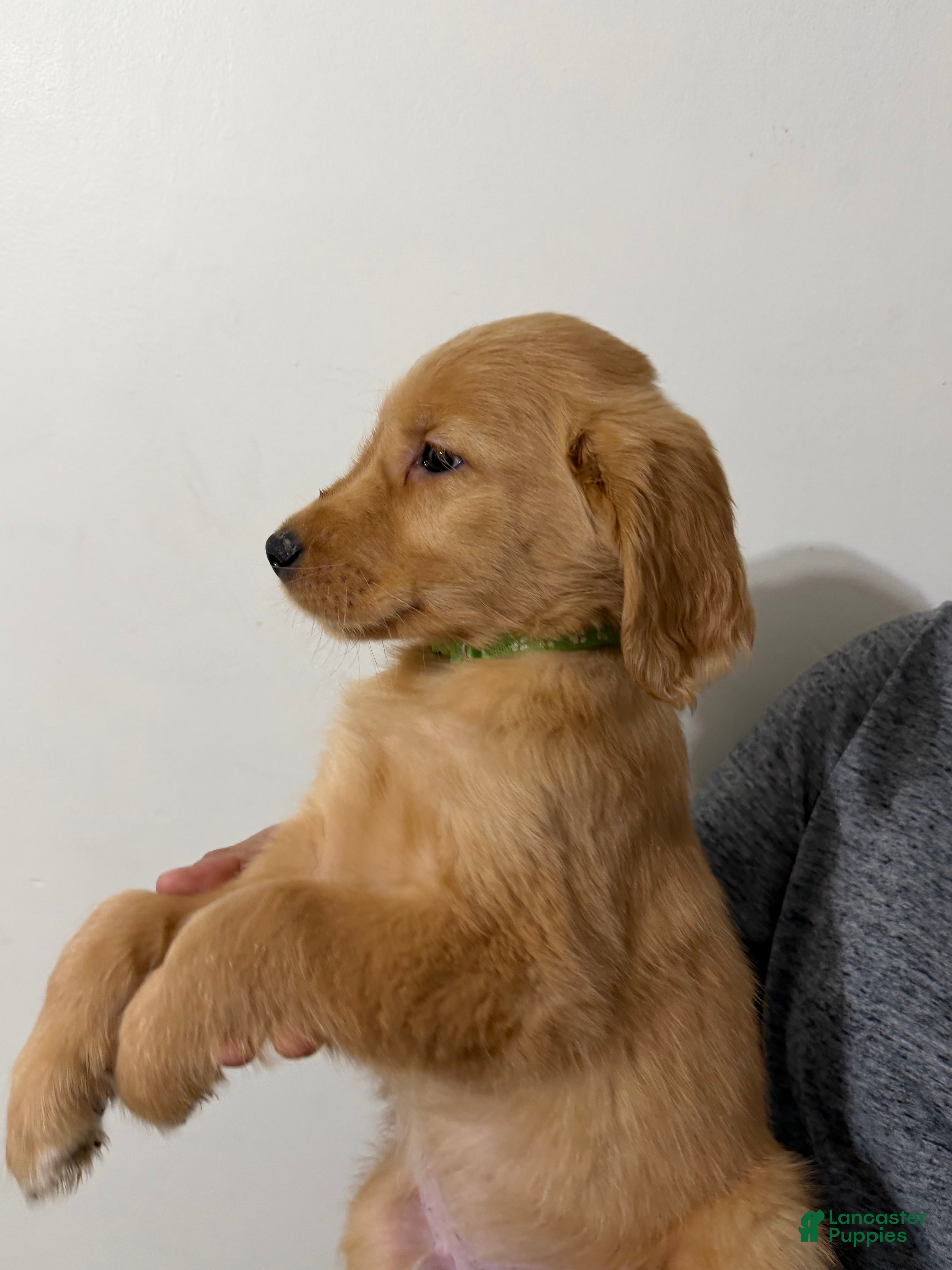 Golden Retriever dogs Enzo - Ad 2