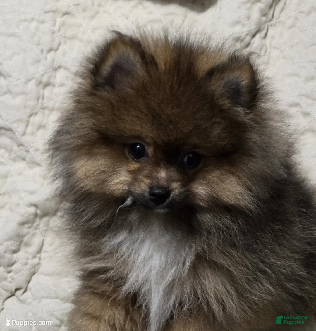 Pomeranian dogs for sale: Akc Willow  - Ad 2