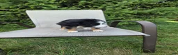 Bernedoodle dogs for sale: Bernedoodle Gold - Ad 4