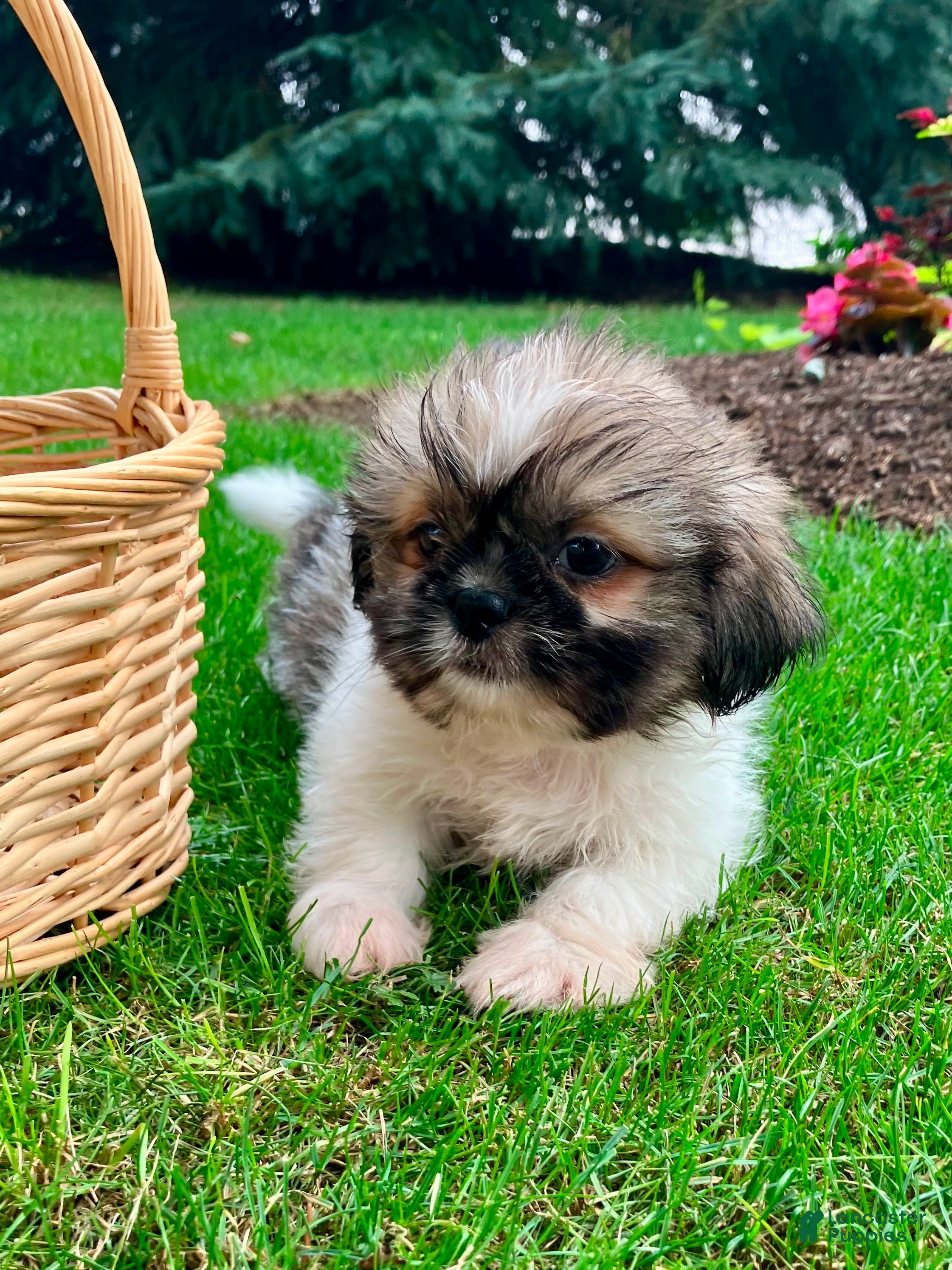 Shih Tzu dogs Jade - Ad 2