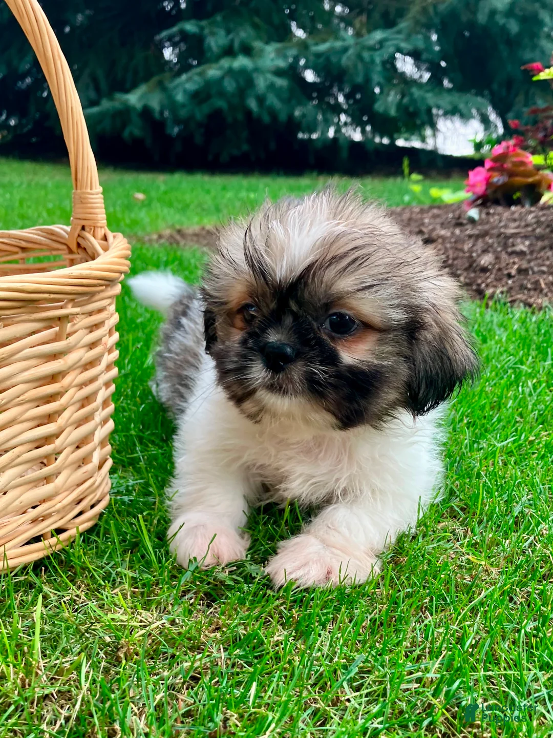 Shih Tzu dogs for sale: Jade - Ad 2