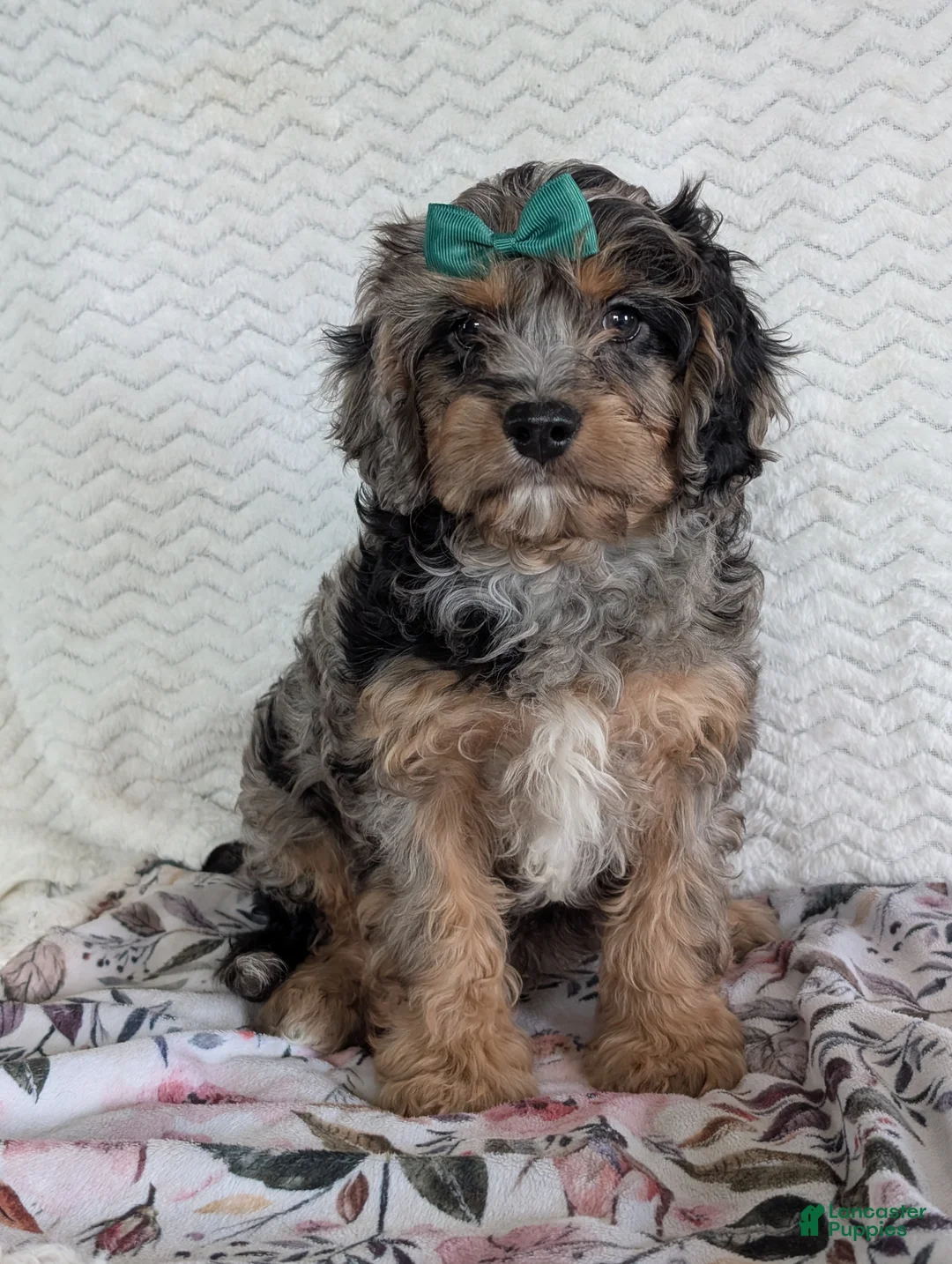 Cavapoo dogs for sale: Bluey - Ad 9