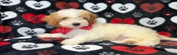 Cavapoo dogs for sale: Spike - Ad 7