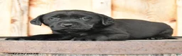 Labrador Retriever dogs for sale: Ember - Ad 3