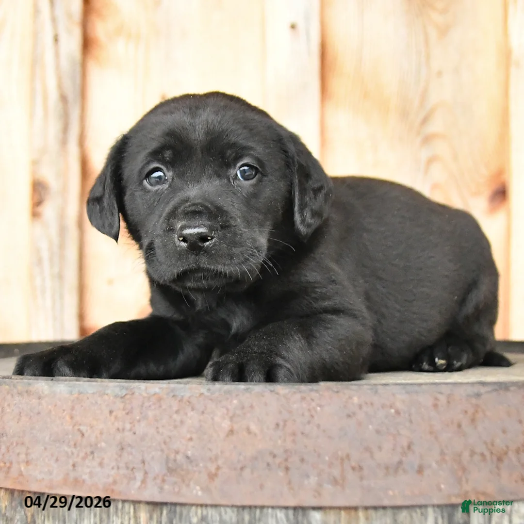 Labrador Retriever dogs for sale: Ember - Ad 3