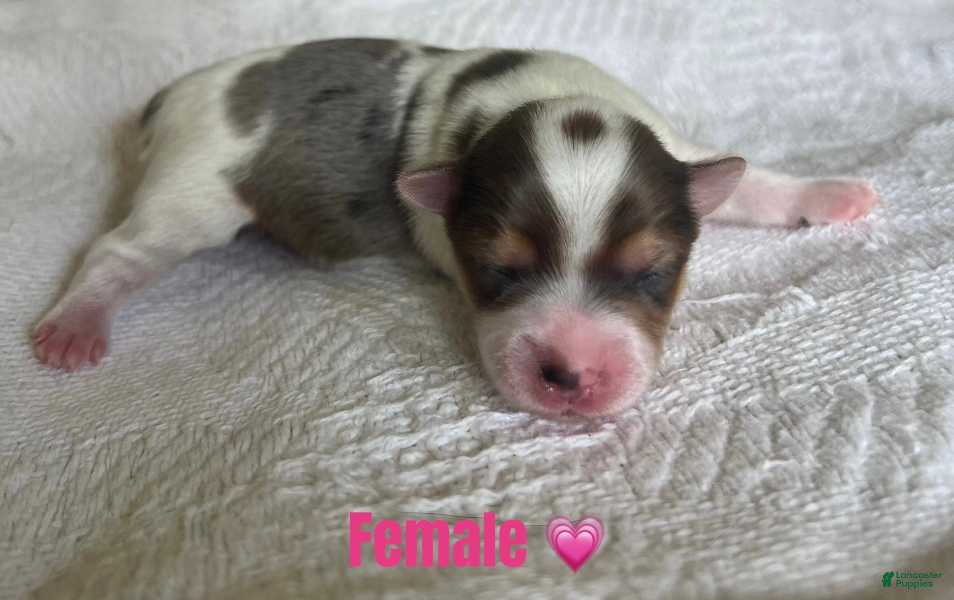 Yorkshire Terrier dogs for sale: Yorkshire Terrier 3 - Ad 4