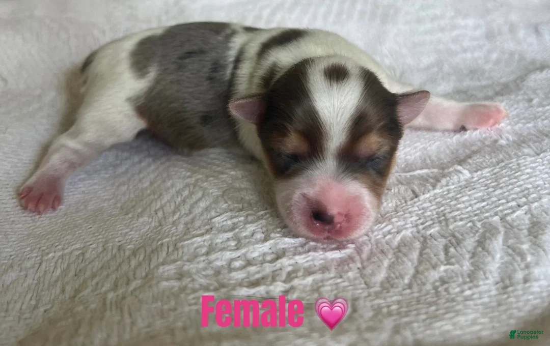 Yorkshire Terrier dogs for sale: Yorkshire Terrier 3 - Ad 1