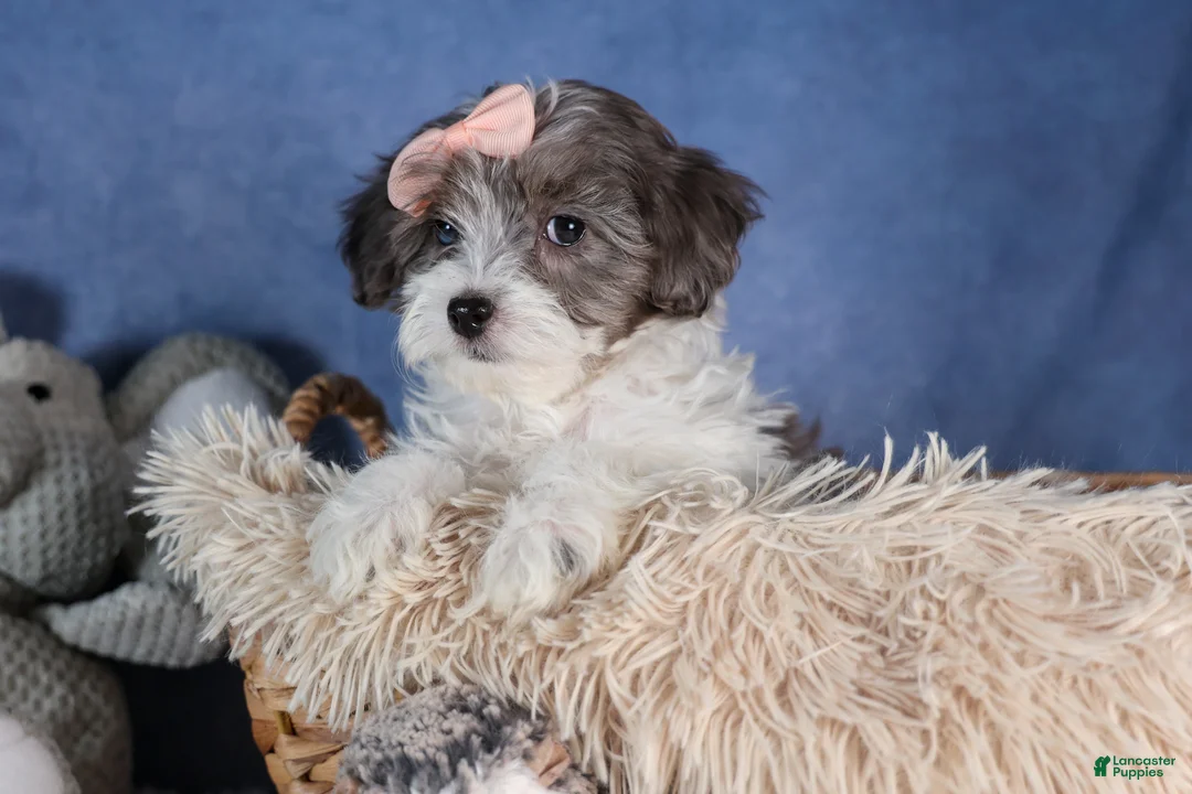 Havapoo dogs for sale: FIONA - Ad 12