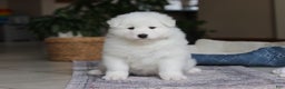 Samoyed dogs for sale: Hank - Ad 2