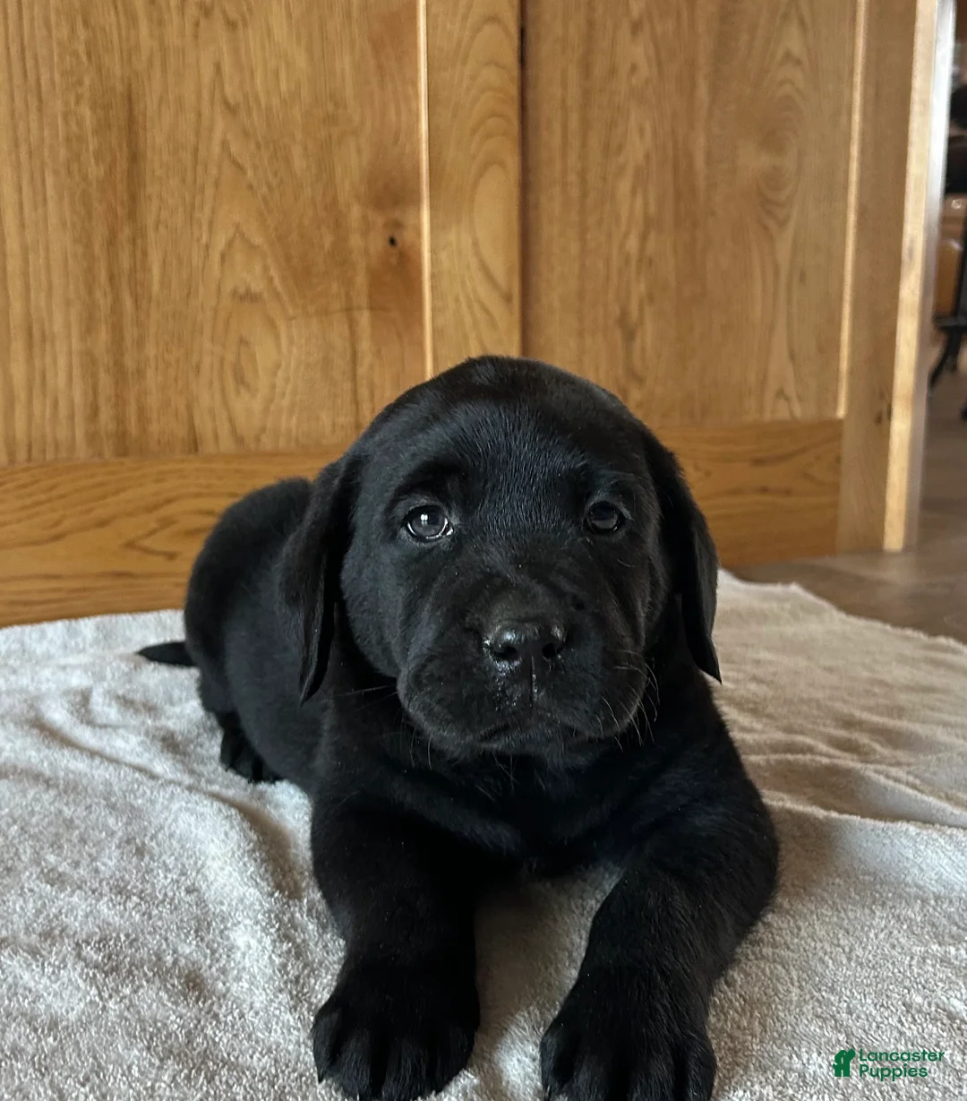 Labrador Retriever dogs for sale: Teddy - Ad 2