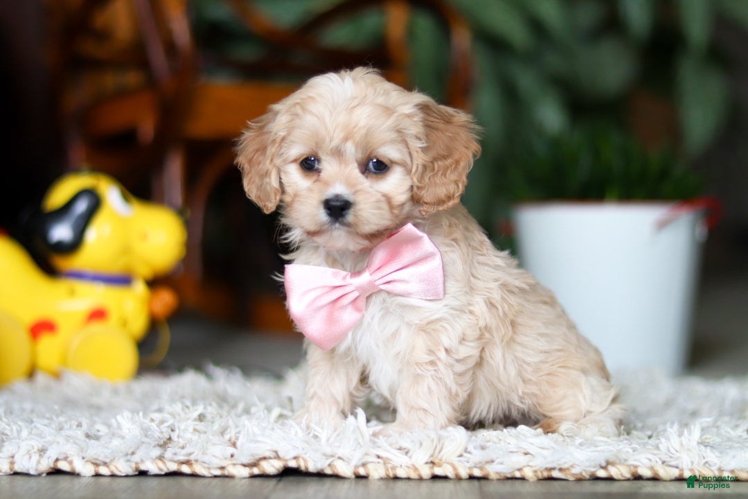 Cavapoo dogs for sale: Rhonda - Ad 3