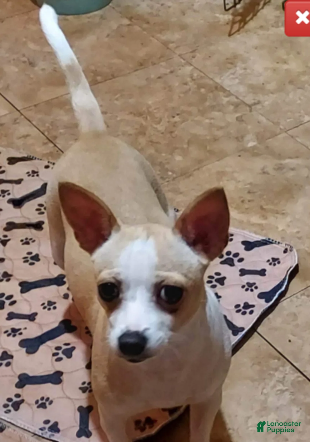 Chihuahua dogs for sale: Cece's cream boy, NATIONWIDE DELIVERY  - Ad 7