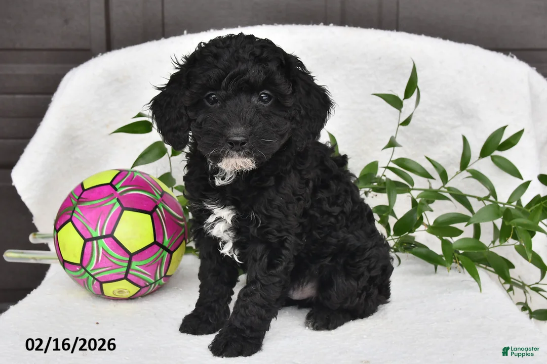 Miniature Poodle dogs for sale: Herod - Ad 3