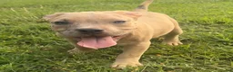 American Bully dogs for sale: Opie - Ad 2
