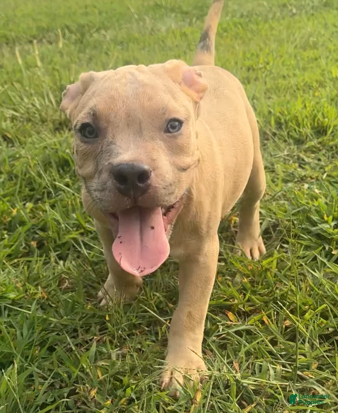 American Bully dogs for sale: Opie - Ad 2