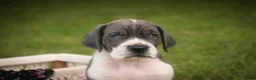 Great Dane dogs for sale: Celestia Great Dane  - Ad 5
