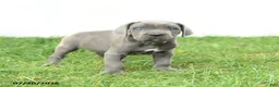 Cane Corso dogs for sale: Rookie - Ad 15