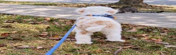 Aussiedoodle dogs for sale: Aussiedoodle 1 - Ad 14