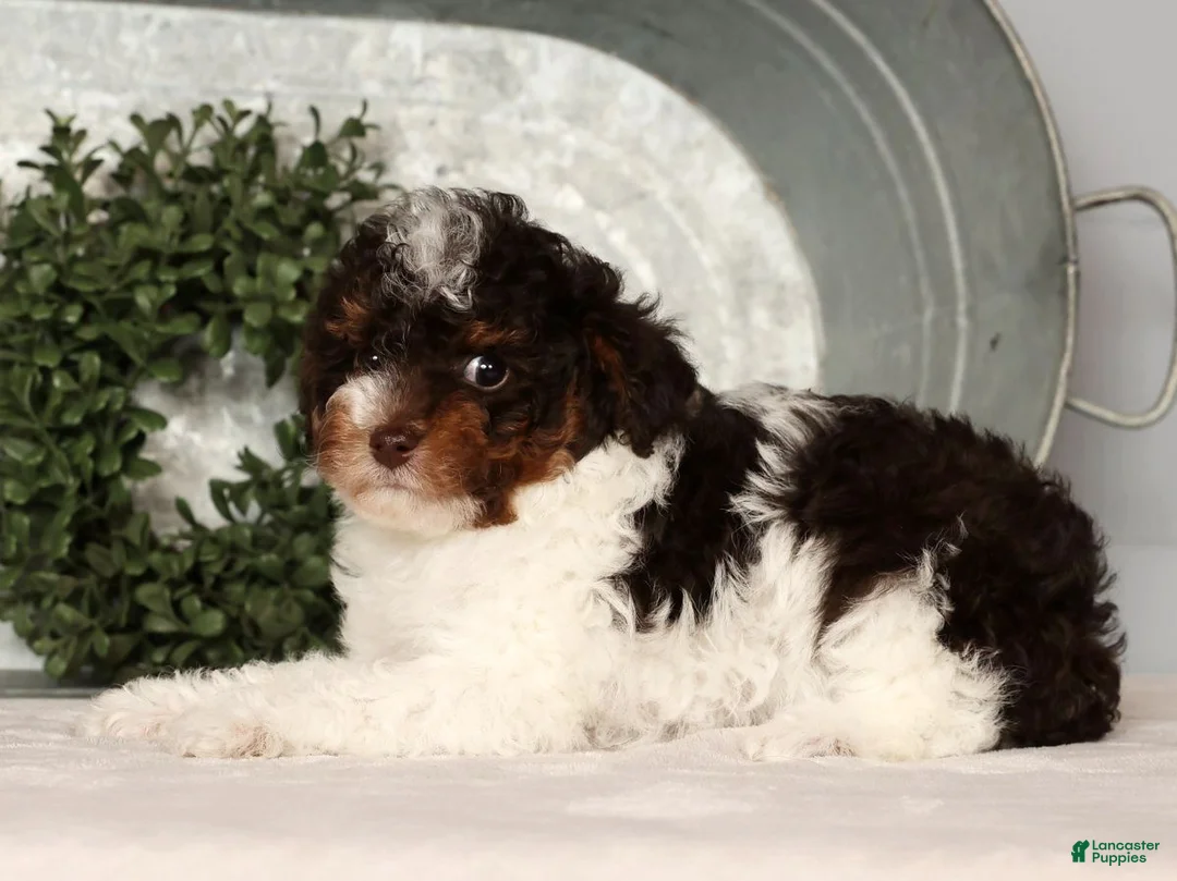 Toy Poodle dogs for sale: Max - Ad 8