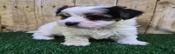 Biewer Terrier dogs for sale: Chanel Female Biewer Terrier - Ad 4
