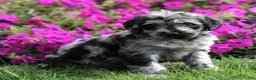 Labradoodle dogs for sale: Marley  - Ad 2