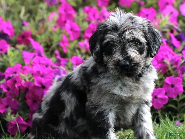 Labradoodle dogs for sale: Marley - Ad 2