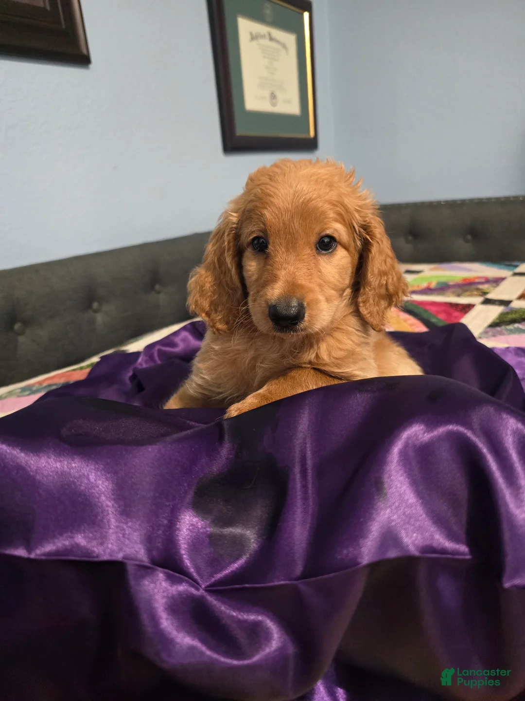 Goldendoodle dogs for sale: Prince - Ad 1