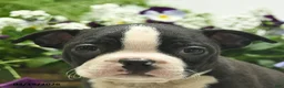 Boston Terrier dogs for sale: Monroe  - Ad 4