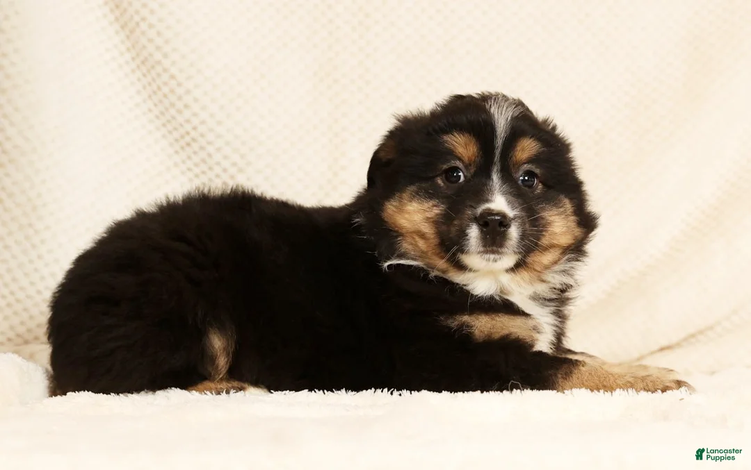 Miniature Australian Shepherd dogs for sale: Ella - Ad 7