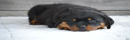 Rottweiler dogs for sale: Randy - Ad 4