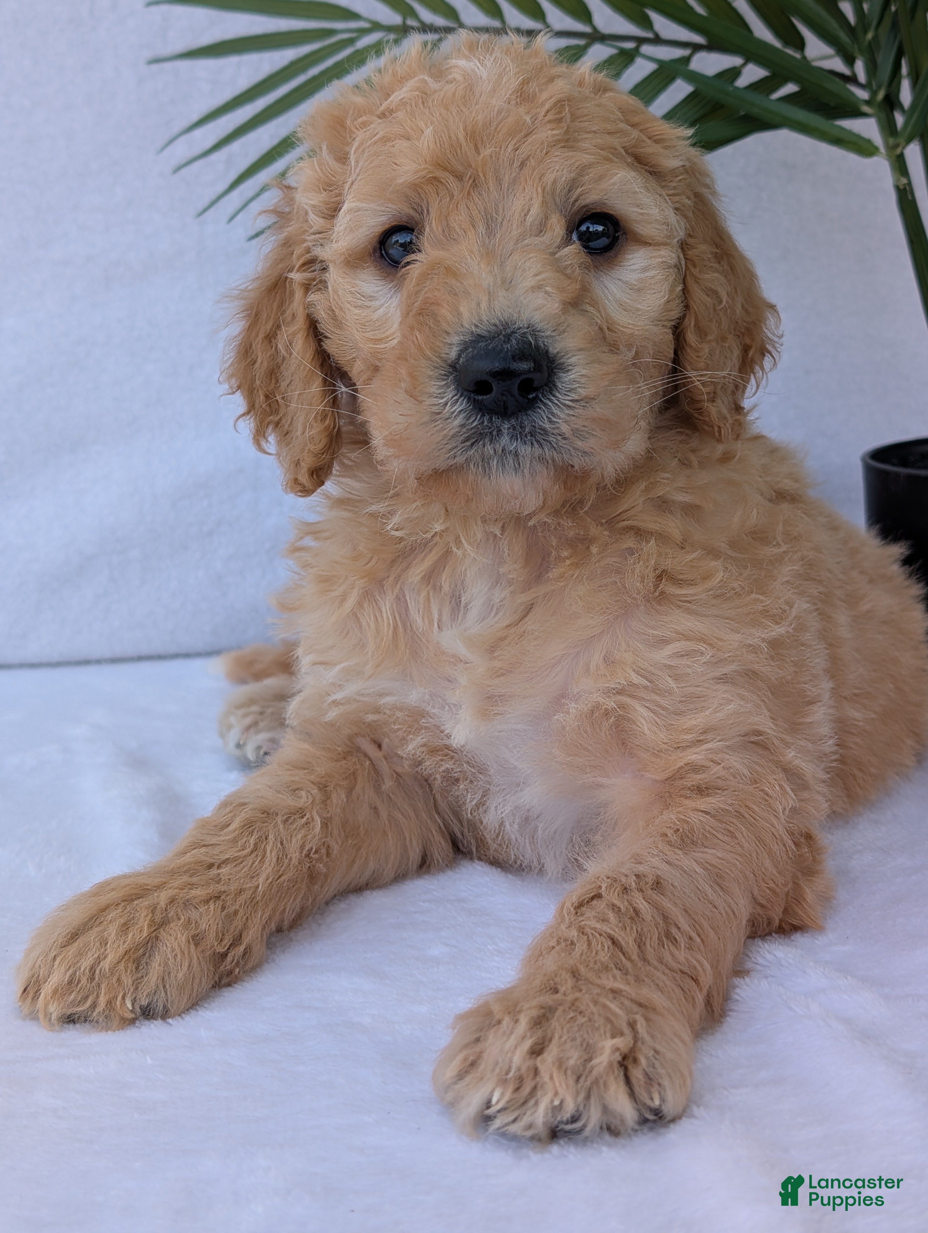 Goldendoodle dogs Charlie  - Ad 2