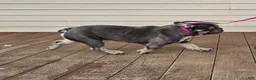 Mixed Breed dogs for sale: Capt. Jack Sparrow - Ad 9