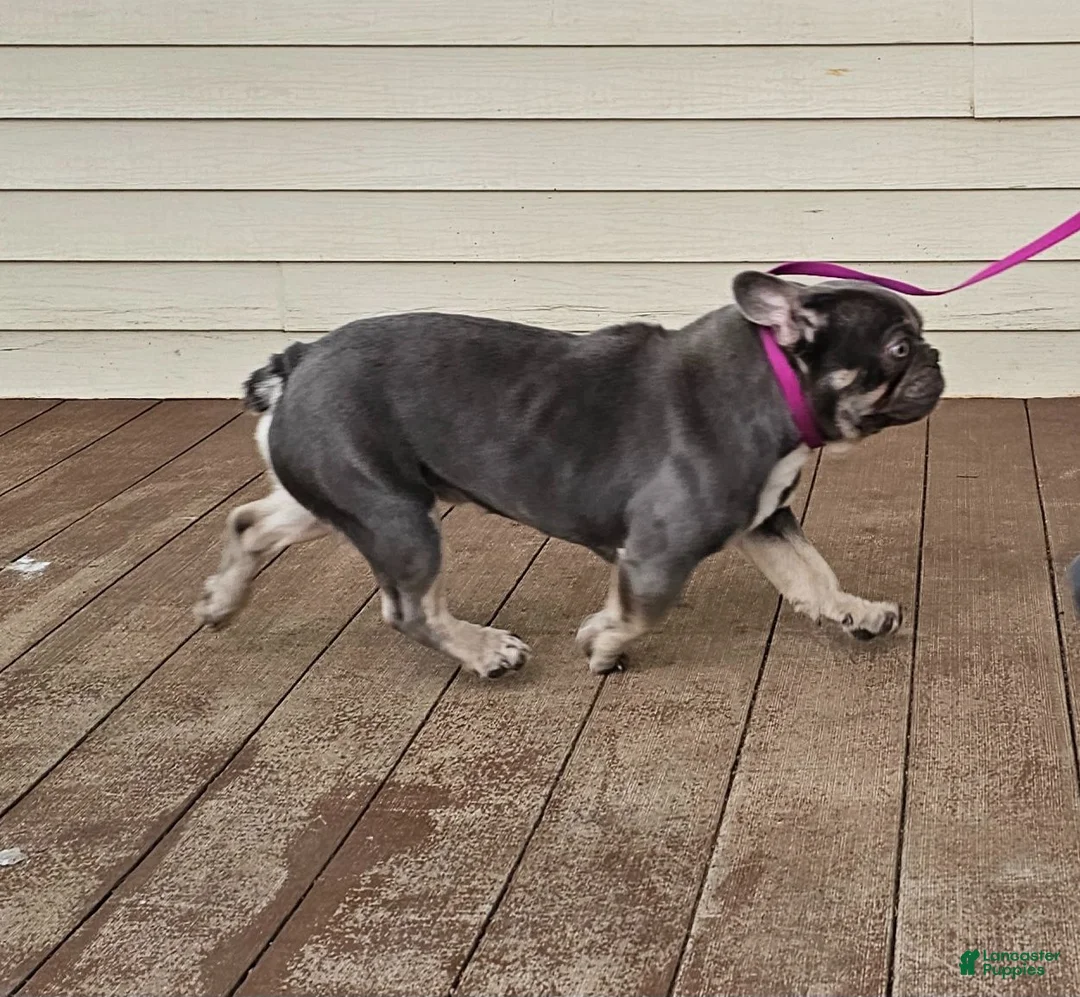 Mixed Breed dogs for sale: Capt. Jack Sparrow - Ad 9