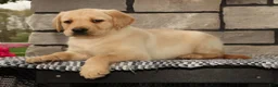 Labrador Retriever dogs for sale: Gator - Ad 4