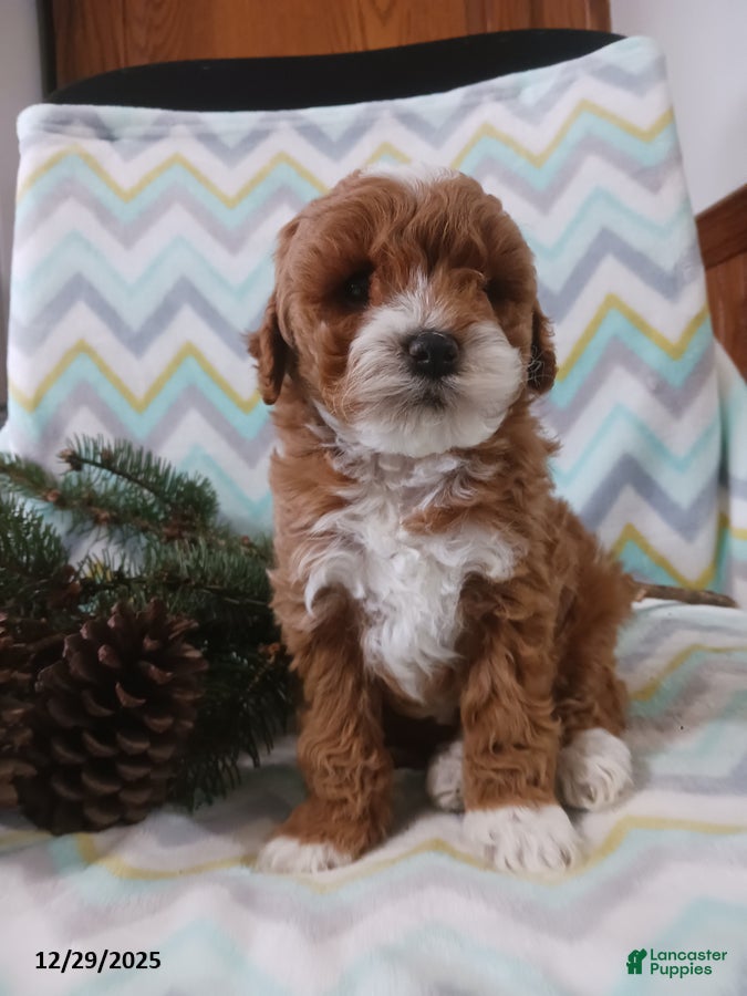 Cockapoo dogs Dawson - Ad 8