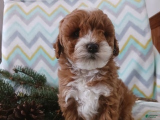 Cockapoo dogs Dawson - Ad 8