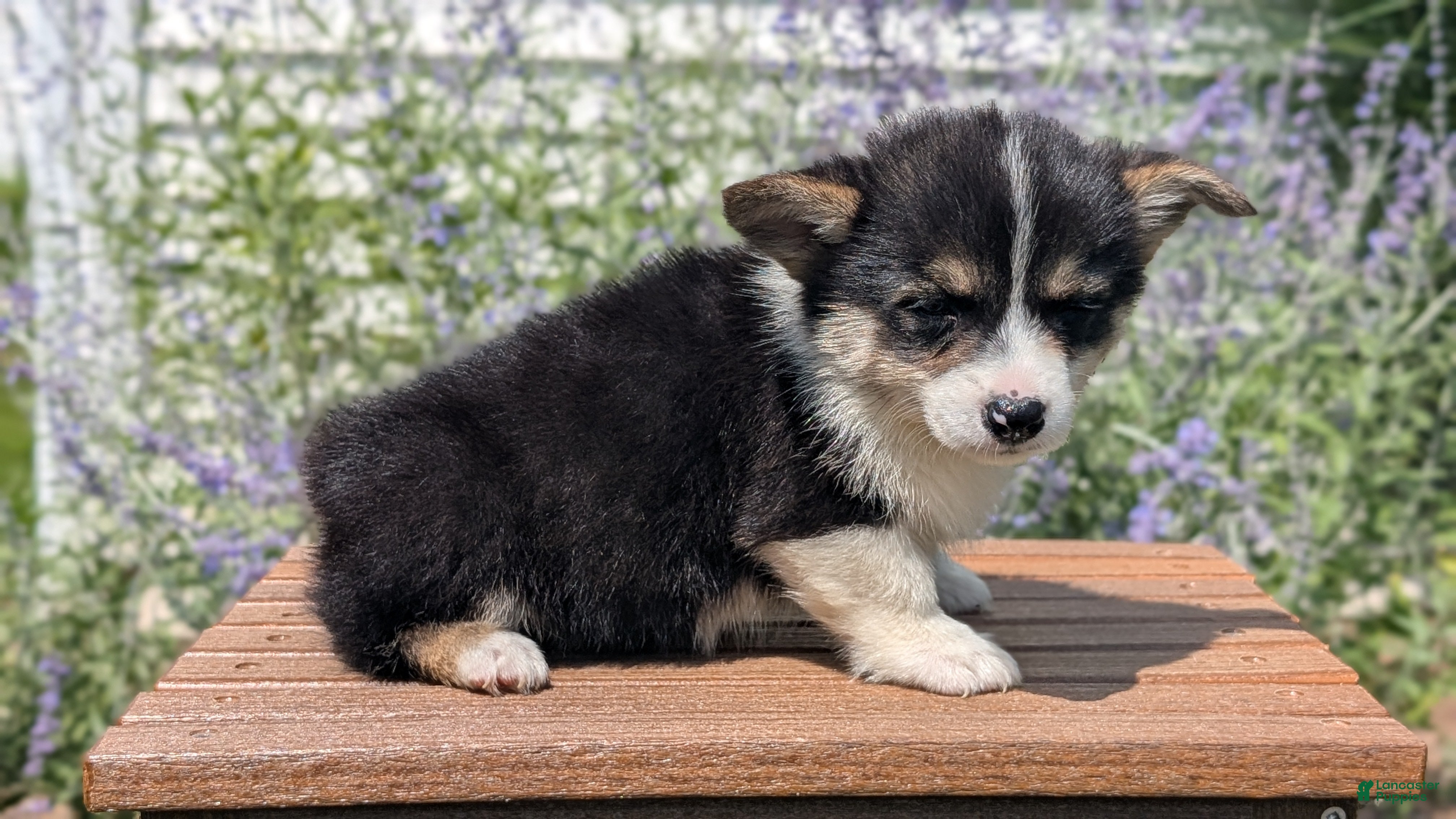 Welsh Corgi Pembroke dogs Lori - Ad 2
