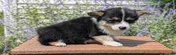 Welsh Corgi Pembroke dogs for sale: Lori - Ad 2
