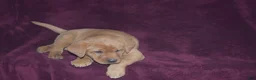 Labrador Retriever dogs for sale: Labrador Retriever Puppy 7 - Ad 4