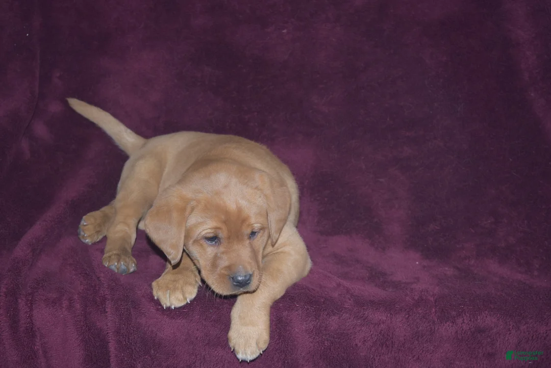 Labrador Retriever dogs for sale: Labrador Retriever Puppy 7 - Ad 4