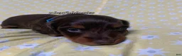 Miniature Dachshund dogs for sale: Tootsie - Ad 19