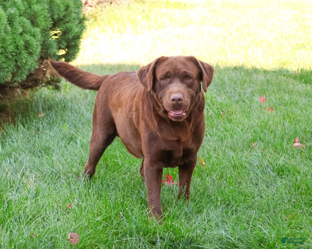 Labrador Retriever dogs for sale: Maggie - Ad 3