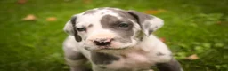 Great Dane dogs for sale: Braxton Great Dane  - Ad 4