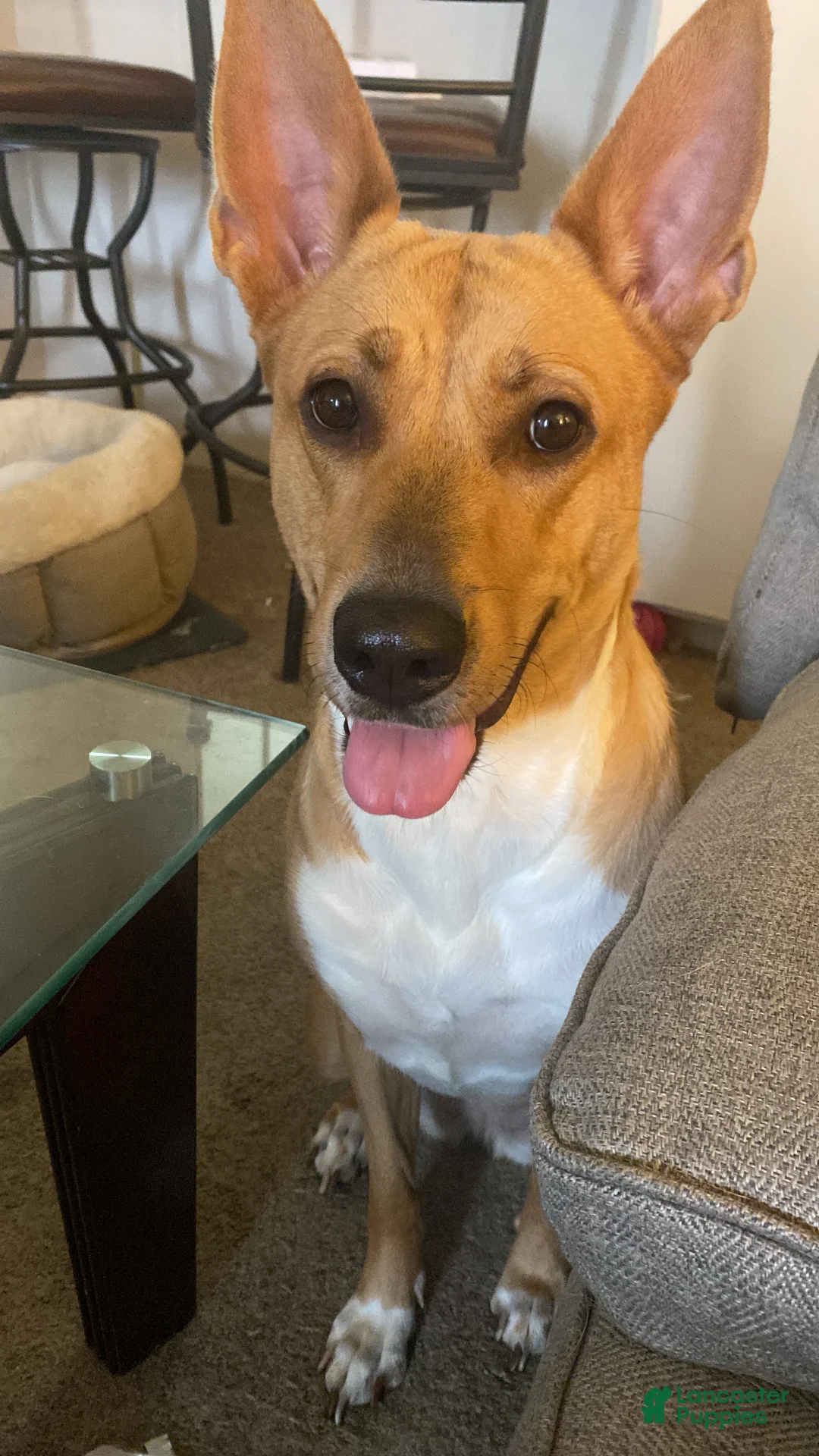 Mixed Breed dogs for sale: Guera  - Ad 2