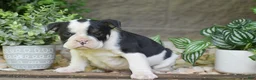 Olde English Bulldogge dogs for sale: Audrey - Ad 4