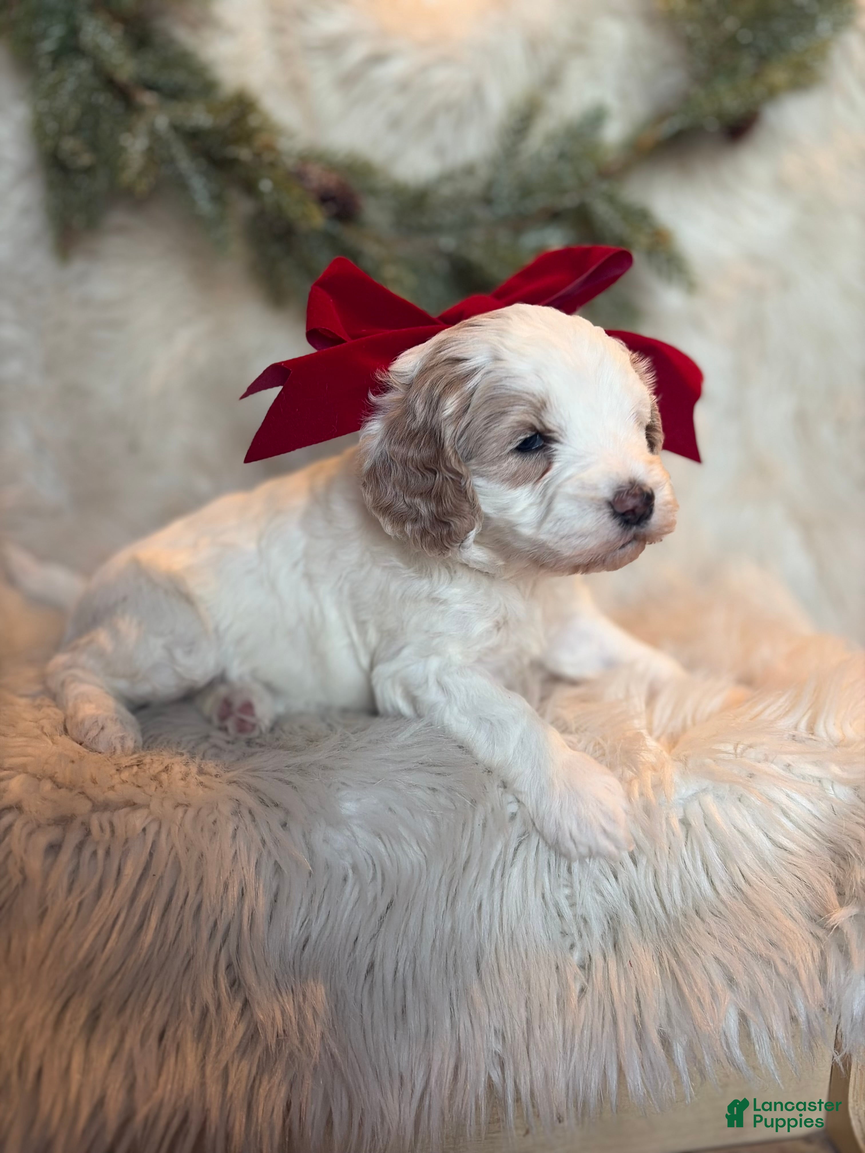 Goldendoodle dogs Honey  - Ad 19